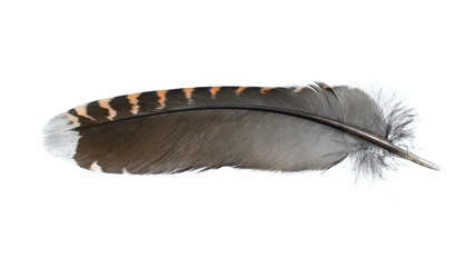 Bird Feather isolated on white.