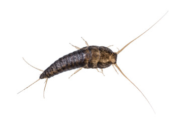 Silverfish isolated on white - 252807151