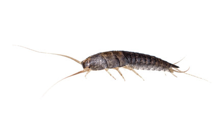 Silverfish isolated on white - 252807153