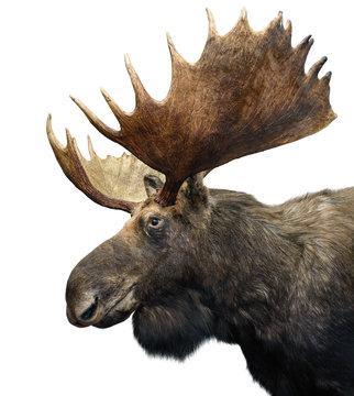 Moose (or Elk) with huge Antlers isolated on white.