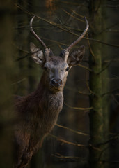 Open range Red Deer Stag in natural enviroment.