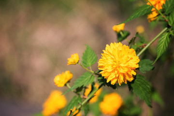 Blossoming of decorative japanese kerria terry yellow flowers in spring garden, natural seasonal floral background with copyspace