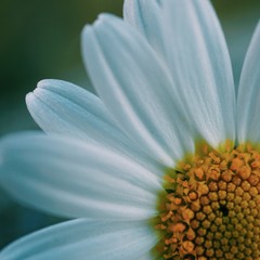 daisy flower plant 