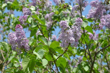 Purple flowers spring lilac, branch
