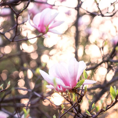 Blossoming pink flower background, natural wallpaper. Flowering magnolia branch in spring, macro image with copyspace and beautiful bokeh