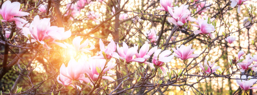 Blossoming of magnolia pink flowers in spring time, natural seasonal floral background with copyspace