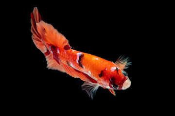 Fototapeta premium Betta fish Fight in the aquarium
