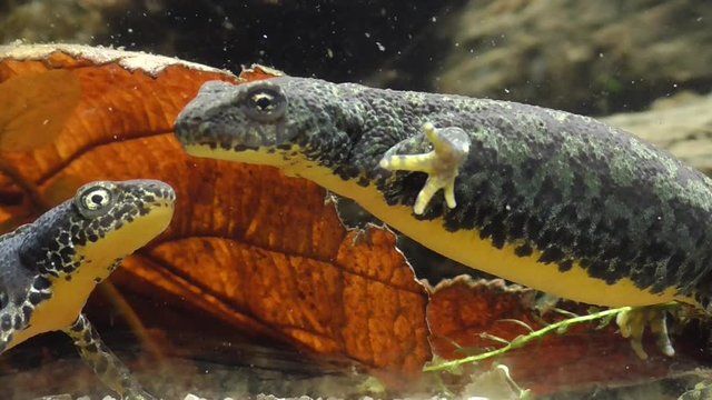 Bergmolche, Alpine newt, Ichthyosaura alpestris