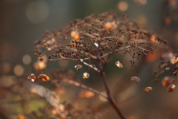 Verblühte Hortensien im Gegenlicht 