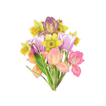 Hand drawn bouquet of narcissus,tulips