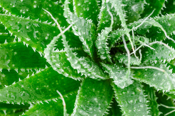 Aloe vera is tropical green plants tolerate hot weather.Aloe vera is a very useful herbal medicine for skin care and hair care that can be used as treatment