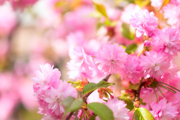 Blossoming pink flower background, natural wallpaper. Flowering sakura (japanese cherry) branch in spring, macro image with copyspace and beautiful bokeh