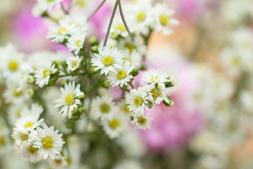 White Cutter Flowers in bouquet
