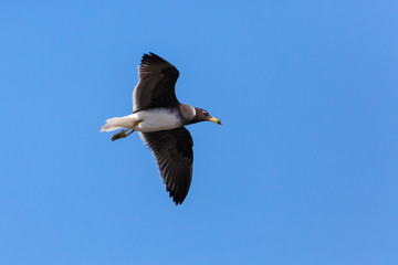 Single Sooty gull flying in a blue sky in Saudi Arabia Jeddah.