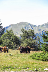 Wild horses in Aran valley in the Catalan Pyrenees, Spain