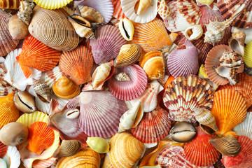 Seashells as background, sea shells collection