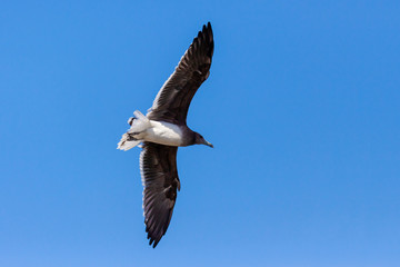 Single Sooty gull flying in a blue sky in Saudi Arabia Jeddah.