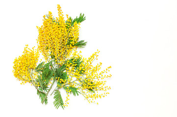 Yellow Mimosa flowers on white background top view flat lay copy space. Spring gentle composition, concept of spring season, symbol of 8 March, happy women's day. Flower background, Easter decoration.