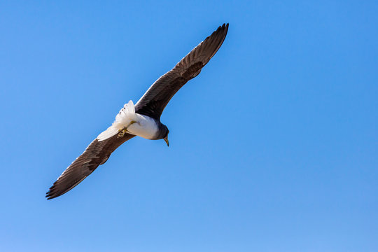 Single Sooty gull flying in a blue sky in Saudi Arabia Jeddah.