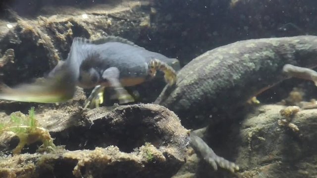 Bergmolche, Alpine newt, Ichthyosaura alpestris