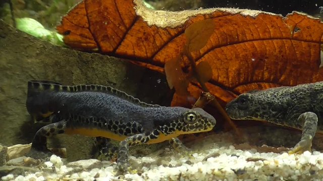 Bergmolche, Alpine newt, Ichthyosaura alpestris