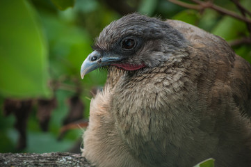 Guacharaca