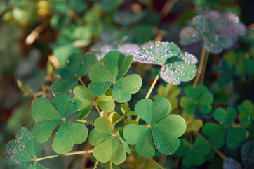 Shamrock green leaves pattern, leaf clover closeup