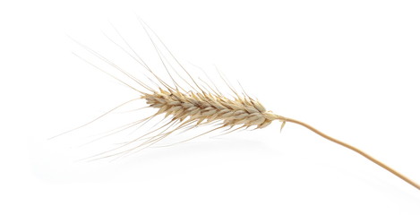Obraz premium Dry wheat ear, grain isolated on white background