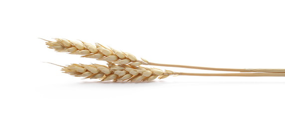 Dry wheat ears, grain isolated on white background