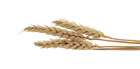 Dry wheat ears, grain isolated on white background