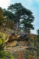 Fototapeta premium tree on top of a mountain