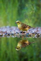 The Yellowhammer or Emberiza citrinella is sitting at the waterhole in the forest Reflecting on the surface Preparing for the bath Colorful backgound with some flower....