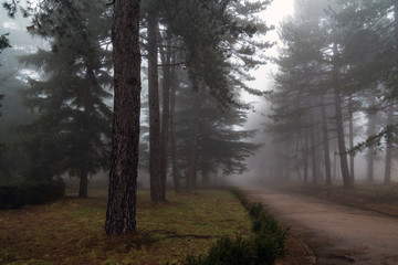 pine alley hidden by fog