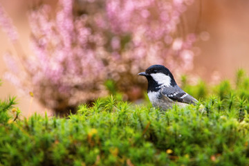 The Coal Tit or Periparus ater is sitting in color environment of wildlife