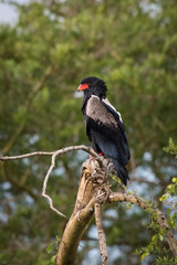 The Bateleur or Terathopius ecaudatus is perched on the branch nice natural environment of Uganda wildlife in Africa