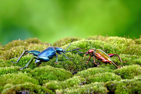 Beetle : Frog-legged leaf beetles (Sagra femorata) Metallic color beetles on green moss. Selective focus, blurred green background.