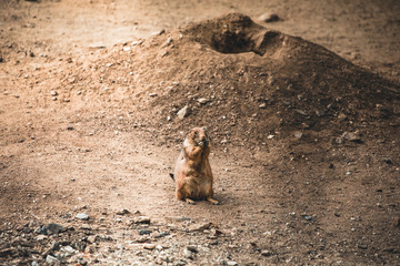 prairie dog on field in summer in austria