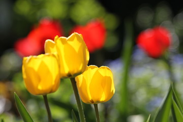 tulpe