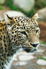 Portrait of a predatory spotted animal Leopard