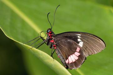 The butterfly sitting on the blue flower and sucking the nectar in the green background