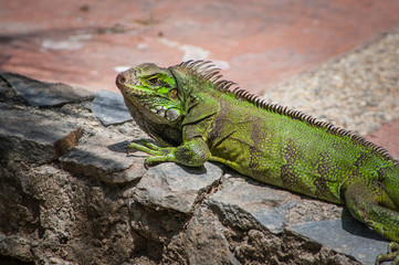 Iguana