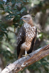 The Changeable Hawk-eagle or Crested Hawk-eagle or Nisaetus cirrhatus is perched on the branch nice natural environment of wildlife in Srí Lanka or Ceylon..