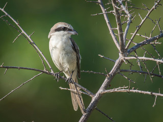 The Brown Shrike or Lanius cristatus is perched on the branch nice natural environment of wildlife in Srí Lanka or Ceylon..