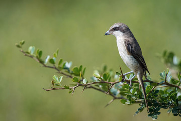 The Brown Shrike or Lanius cristatus is perched on the branch nice natural environment of wildlife in Srí Lanka or Ceylon..
