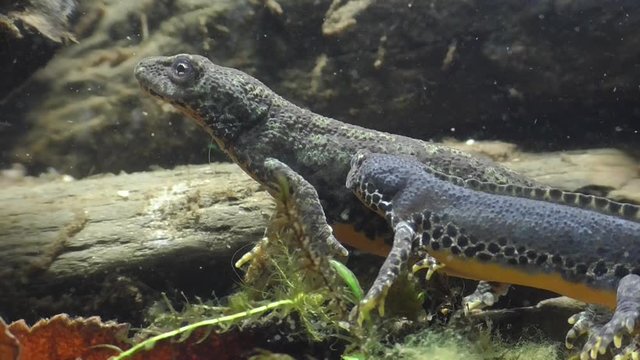 Bergmolche, Alpine newt, Ichthyosaura alpestris