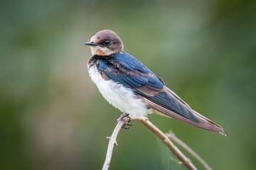 The Barn Swallow or Hirundo rustica is perched on the branch nice natural environment of wildlife in Srí Lanka or Ceylon..