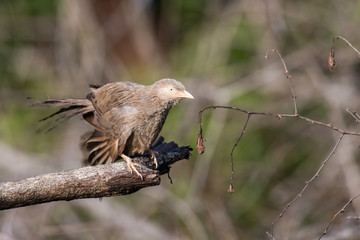 The Orange-billed Babbler or Turdoides rufescens is perched on the branch nice natural environment of wildlife in Srí Lanka or Ceylon..