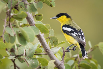 The White-tailed Iora or Marshall's Iora or Aegithina nigrolutea is perched on the branch nice natural environment of wildlife in Srí Lanka or Ceylon..