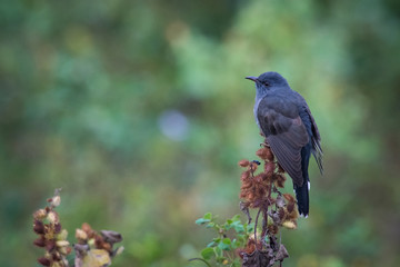 The Grey-bellied Cuckoo or the Indian Plaintive Cuckoo or Cacomantis passerinus is perched on the branch nice natural environment of wildlife in Srí Lanka or Ceylon..