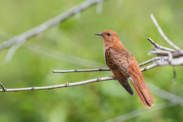 The Grey-bellied Cuckoo or the Indian Plaintive Cuckoo or Cacomantis passerinus is perched on the branch nice natural environment of wildlife in Srí Lanka or Ceylon..
